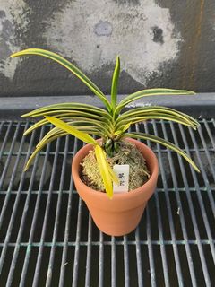 Neofinetia falcata  Collection item 2