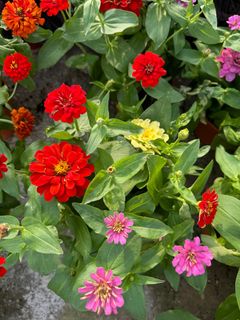 (Category: ) located in . Submitted by gardenfunfarm (Listing ID 1324100978, Image 1). Description: .