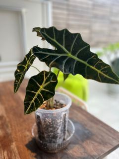 （分類：）位於 。 由 smallming430 提交（商品編號 1324214222，圖片 1）。簡介： 。