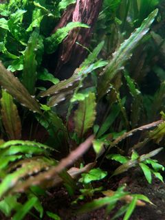 (Category: ) located in . Submitted by plants.n.snails (Listing ID 1324297933, Image 1). Description: .