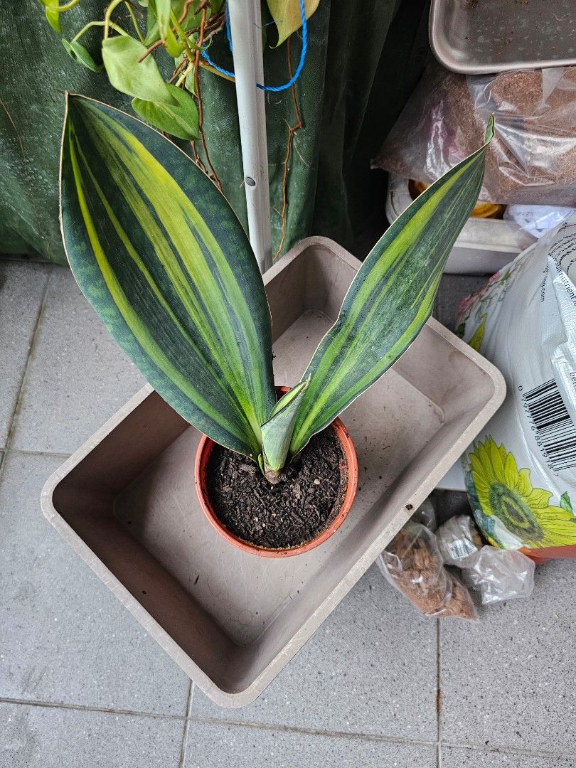 dracena domowa Small size Dracaena Marginata