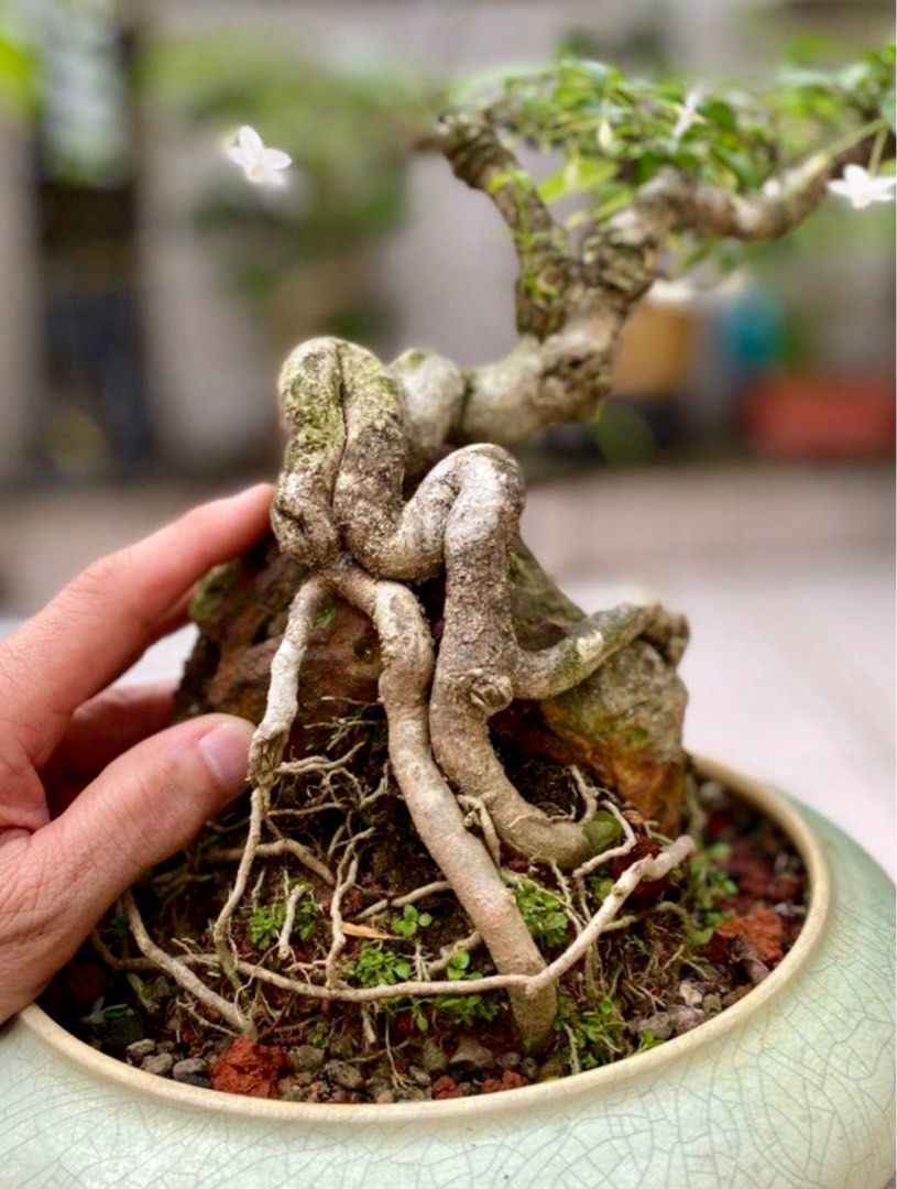 Rare Shui Mei/Wrightia religiosa bonsai (Water Jasmine) cascading on a rock  for sale!, Furniture & Home Living, Gardening, Plants & Seeds on Carousell