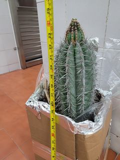 （分類：）位於 。 由 kulung73445 提交（商品編號 1324593320，圖片 1）。簡介： 。