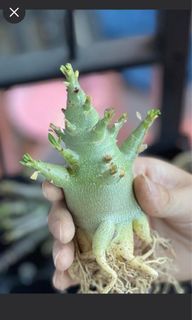 （分類：）位於 。 由 chiwunk 提交（商品編號 1324678546，圖片 1）。簡介： 。