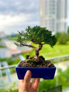(Category: ) located in . Submitted by naokibonsai (Listing ID 1344894035, Image 1). Description: .