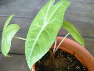(Category: ) located in . Submitted by plantlover13 (Listing ID 1344830231, Image 1). Description: .