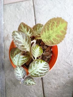 (Category: ) located in . Submitted by plantlover13 (Listing ID 1344793326, Image 1). Description: .