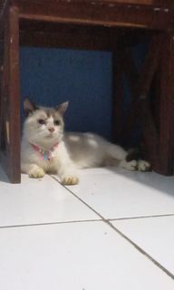 (Kategori: ) berada di . Dikirim oleh rickaaa22 (ID iklan 1344775010, Gambar 1). Deskripsi: .