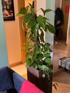 （分類：）位於 。 由 wilderberry 提交（商品編號 1344788092，圖片 1）。簡介： 。