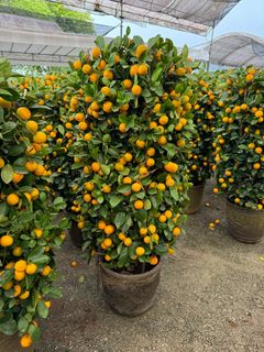 (Category: ) located in . Submitted by gardenfunfarm (Listing ID 1344850648, Image 1). Description: .