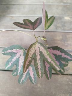 (Category: ) located in . Submitted by plantlover13 (Listing ID 1344824193, Image 1). Description: .