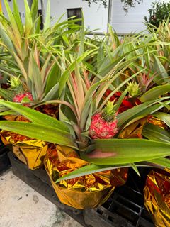 (Category: ) located in . Submitted by gardenfunfarm (Listing ID 1344850227, Image 1). Description: .