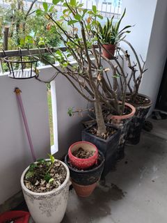 (Category: ) located in . Submitted by alsonpang (Listing ID 1346542766, Image 1). Description: .