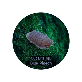 (Category: ) located in . Submitted by isopodatory (Listing ID 1346660991, Image 1). Description: .