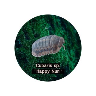 (Category: ) located in . Submitted by isopodatory (Listing ID 1346661159, Image 1). Description: .