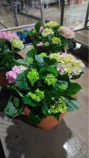 (Category: ) located in . Submitted by gardenfunfarm (Listing ID 1346634511, Image 1). Description: .