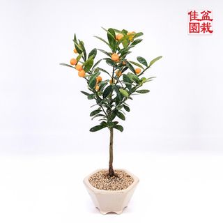 (Category: ) located in . Submitted by bonsai_inc (Listing ID 1346562955, Image 1). Description: .