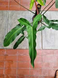 (Category: ) located in . Submitted by utaniaplants (Listing ID 1346510753, Image 1). Description: .