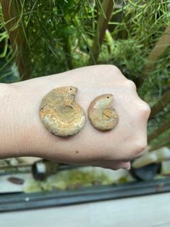 (Category: ) located in . Submitted by crystal_gem_world (Listing ID 1346765412, Image 1). Description: .