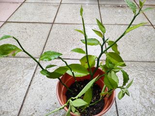 (Category: ) located in . Submitted by plantlover13 (Listing ID 1346709975, Image 1). Description: .