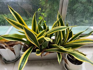 (Category: ) located in . Submitted by erez12 (Listing ID 1346671173, Image 1). Description: .