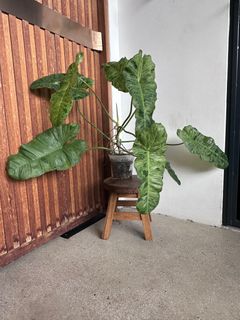 (Category: ) located in . Submitted by chez38 (Listing ID 1346959655, Image 1). Description: .