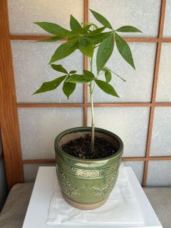 （分類：）位於 。 由 premimumsake 提交（商品編號 1347045545，圖片 1）。簡介： 。
