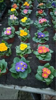 (Category: ) located in . Submitted by gardenfunfarm (Listing ID 1346881786, Image 1). Description: .