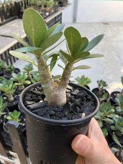 （分類：）位於 。 由 chiwunk 提交（商品編號 1347097285，圖片 1）。簡介： 。