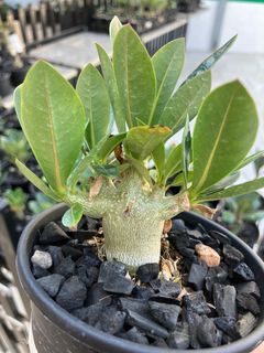 （分類：）位於 。 由 chiwunk 提交（商品編號 1347096787，圖片 1）。簡介： 。