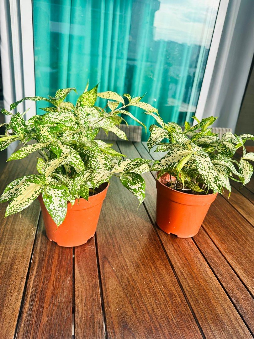 Dracaena surculosa, Gold Dust Dracaena, Spotted Dracaena, Japanese Bamboo  indoor plant, outdoor plant, Furniture & Home Living, Gardening, Plants &  Seeds on Carousell