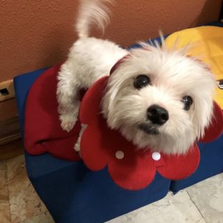 (Category: ) located in . Submitted by elizpetshop (Listing ID 1347083860, Image 1). Description: .