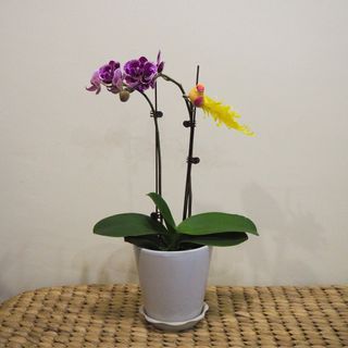 (Category: ) located in . Submitted by oddplantsonly (Listing ID 1347169684, Image 1). Description: .