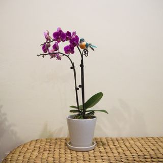 (Category: ) located in . Submitted by oddplantsonly (Listing ID 1347170626, Image 1). Description: .