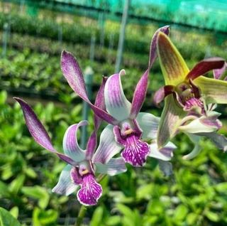 (Category: ) located in . Submitted by orchid_corner (Listing ID 1347204813, Image 1). Description: .