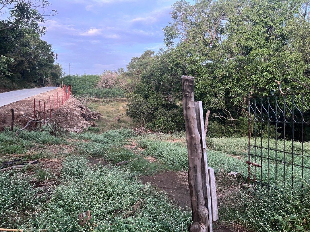2 Hectars Lot (Category: House & Lot) located in Tuy. Submitted by sparky0910 (Listing ID 1347348318, Image 1). Description: 2 Hectars Lot 25 mango trees 🌳 800 per square (negotiable) Barangay Paraiso Calatagan 09669556201.