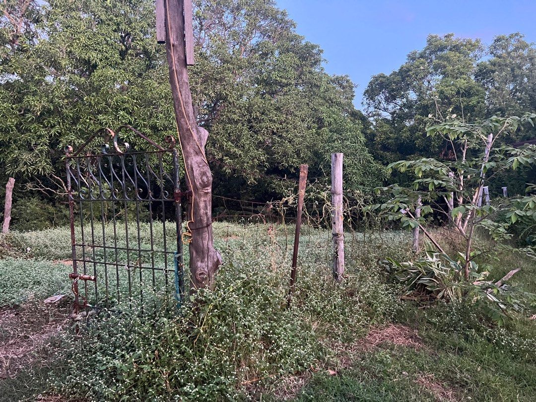 2 Hectars Lot (Category: House & Lot) located in Tuy. Submitted by sparky0910 (Listing ID 1347348318, Image 3). Description: 2 Hectars Lot 25 mango trees 🌳 800 per square (negotiable) Barangay Paraiso Calatagan 09669556201.