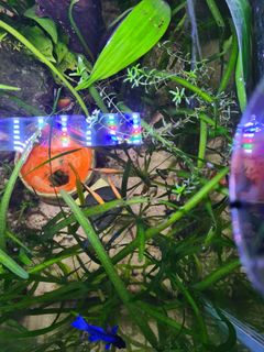 (Category: ) located in . Submitted by bettafishandcomputers (Listing ID 1347351658, Image 1). Description: .