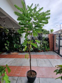 (Category: ) located in . Submitted by utaniaplants (Listing ID 1347361560, Image 1). Description: .