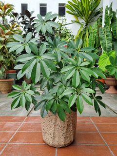 (Category: ) located in . Submitted by utaniaplants (Listing ID 1347363993, Image 1). Description: .