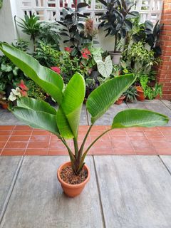 (Category: ) located in . Submitted by utaniaplants (Listing ID 1347359628, Image 1). Description: .