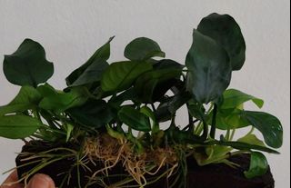 (Category: ) located in . Submitted by manudona (Listing ID 1347474353, Image 1). Description: .