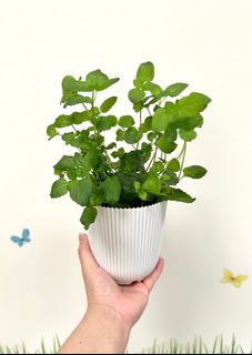 (Category: ) located in . Submitted by es_garden (Listing ID 1347563100, Image 1). Description: .