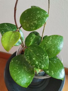 (Category: ) located in . Submitted by plantendy (Listing ID 1347590055, Image 1). Description: .