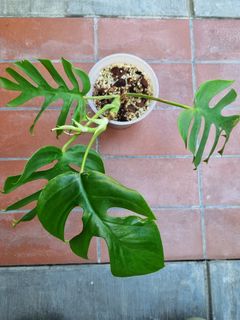 (Category: ) located in . Submitted by utaniaplants (Listing ID 1347488886, Image 1). Description: .