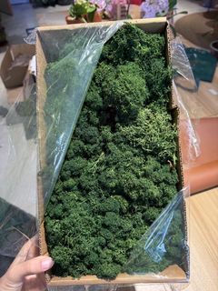 （分類：）位於 。 由 charplants 提交（商品編號 1347667409，圖片 1）。簡介： 。