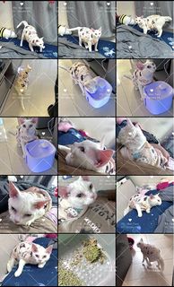 （分類：）位於 。 由 manyuenl 提交（商品編號 1347979584，圖片 1）。簡介： 。