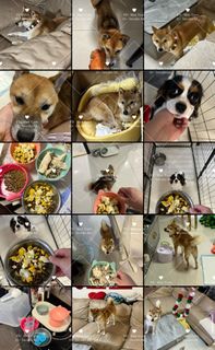 （分類：）位於 。 由 manyuenl 提交（商品編號 1347916273，圖片 1）。簡介： 。