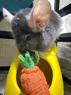 (Category: ) located in . Submitted by fluffy_n_wings (Listing ID 1346019223, Image 1). Description: .