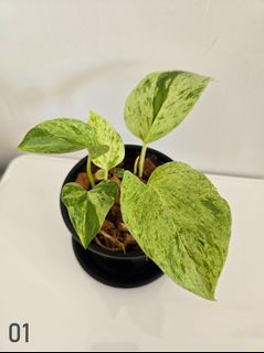 （分類：）位於 。 由 Fritz002 提交（商品編號 1348406041，圖片 1）。簡介： 。